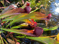 008 Okefenokee 2021 Pitcher Plants Roadside Flowers 2021 