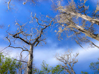 1020 Okefenokee 2024 