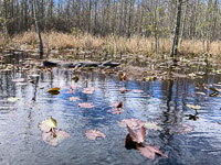 1022 Okefenokee 2024 