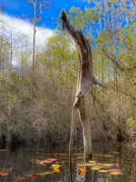 1023 Okefenokee 2024 