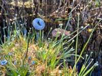 1037 Okefenokee 2024 Roadside Flowers 2024 