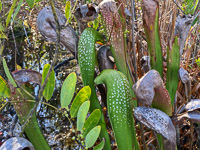 1077 Okefenokee 2024 Pitcher Plants Roadside Flowers 2024 