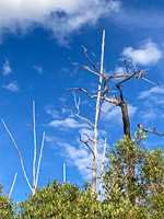 1079 Okefenokee 2024 