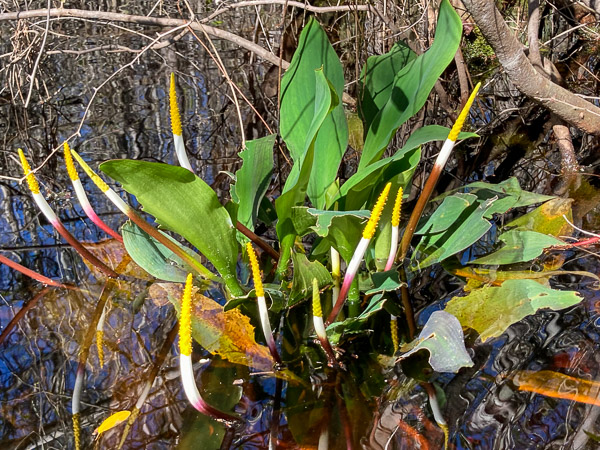 Golden Club (Orontium aquaticum)