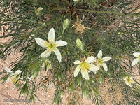 New Mexico 006