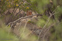 New Mexico 078