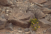 New Mexico 083