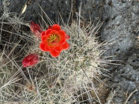 New Mexico 099