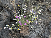 New Mexico 106