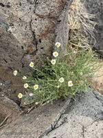 Nine Mile Canyon 050