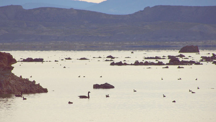 Mostly Grebes (with Geese and Ruddy Ducks)