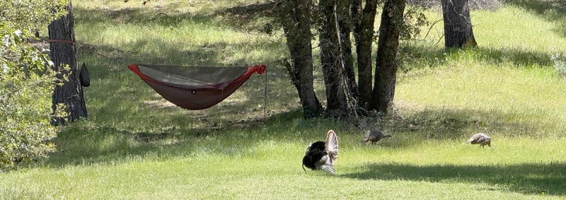 Hammock & Wild Turkeys