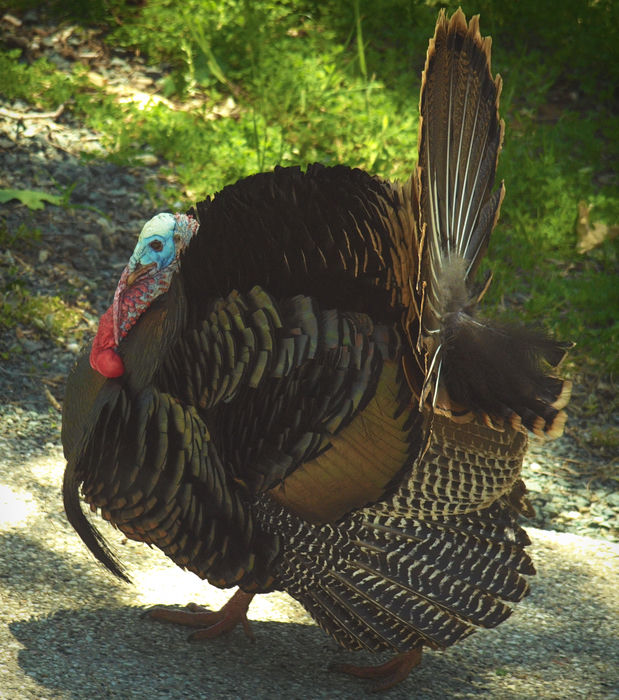 Tom Turkey in Full Courting Display