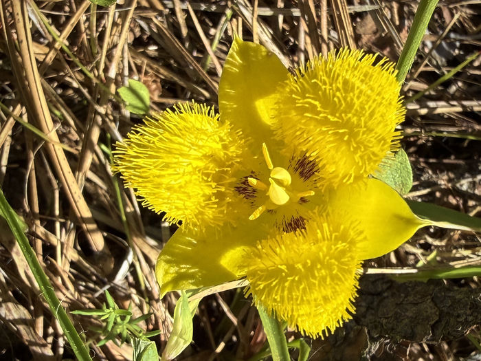 Yellow Star Tulip