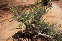 Arches Park 2026 46
