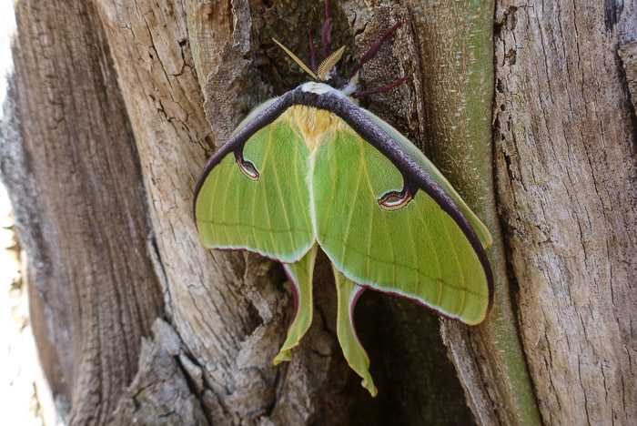 Luna Moth
