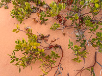1013 Coyote Buttes North Vermilion Cliffs 2024 