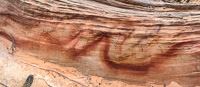 1081 Coyote Buttes North Panorama Vermilion Cliffs 2024 