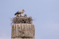 0079 Ephesus Turkey 2016 Temple Of Artemis Stork Nest