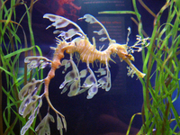 007 Sea Dragon1