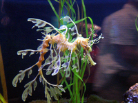 008 Sea Dragon2