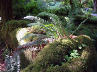 020 Hoh Rain Forest2