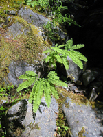 028 Maiden Hair Fern1