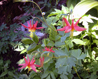 048 Cascade Flowers