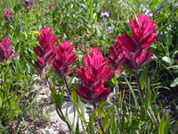 074 Glacier Flowers