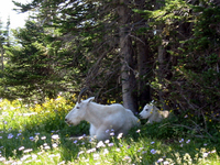 077 Glacier Goats