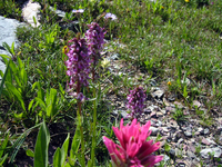 080 Glacier Flowers