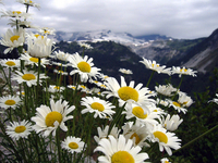 090 Rainier Daisies