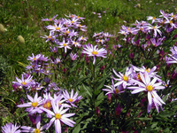 094 Rainier Flowers