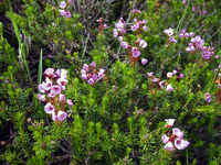 096 Rainier Flowers