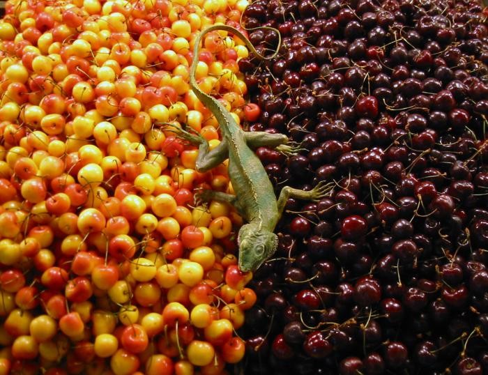 market-cherries.jpg