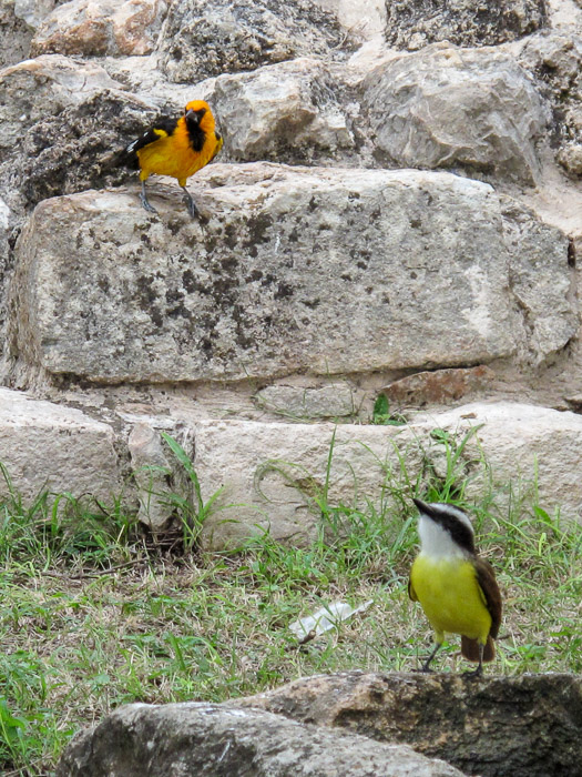Oriole (?) & Bananaquit